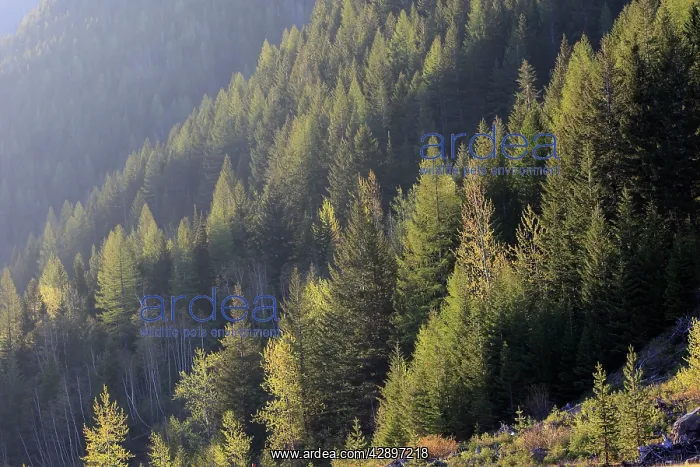 : Spruce forest. Glacier National Park - Montana - USA : Spruce forest. Glacier National Park - Montana - USA