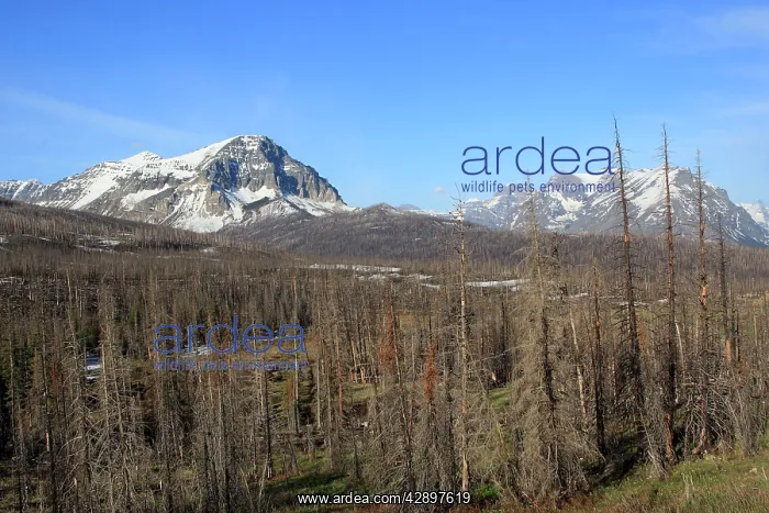 : Spruce forest. Glacier National Park - Montana - USA : Spruce forest. Glacier National Park - Montana - USA