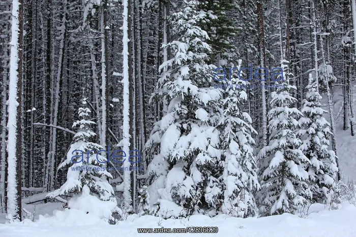 : Spruce forest in the Rocky mountains around Jasper : Spruce forest in the Rocky mountains around Jasper