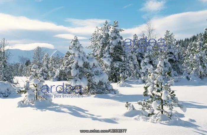 : Spruce Forest in SNOW : Spruce Forest in SNOW