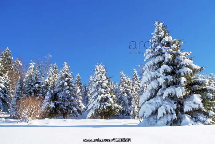 : Spruce Forest in SNOW : Spruce Forest in SNOW