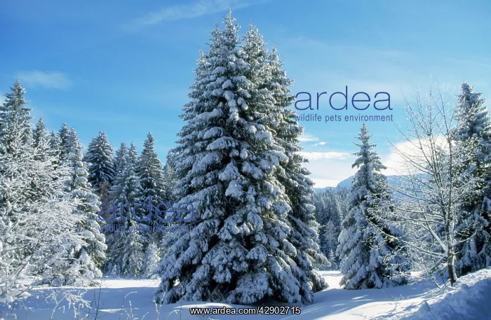 : Spruce Forest in SNOW : Spruce Forest in SNOW