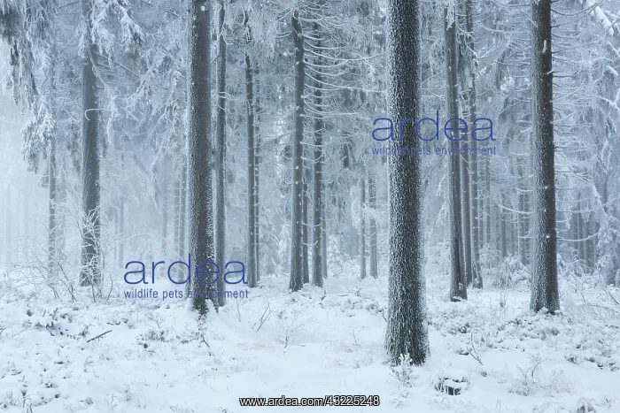 : Spruce forest in winter with snow, hoarfrost and : Spruce forest in winter with snow, hoarfrost and