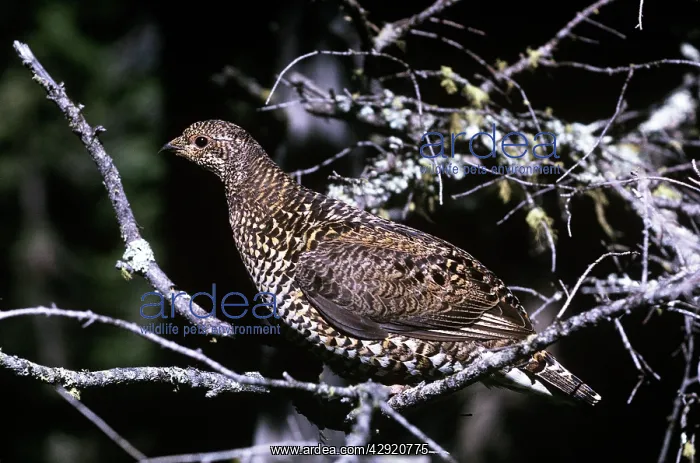 : Spruce / Franklin Grouse - female : Spruce / Franklin Grouse - female