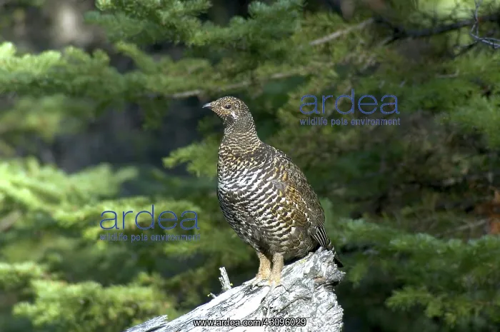 : Spruce Grouse : Spruce Grouse