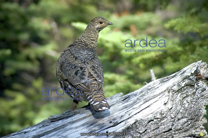 : Spruce Grouse : Spruce Grouse