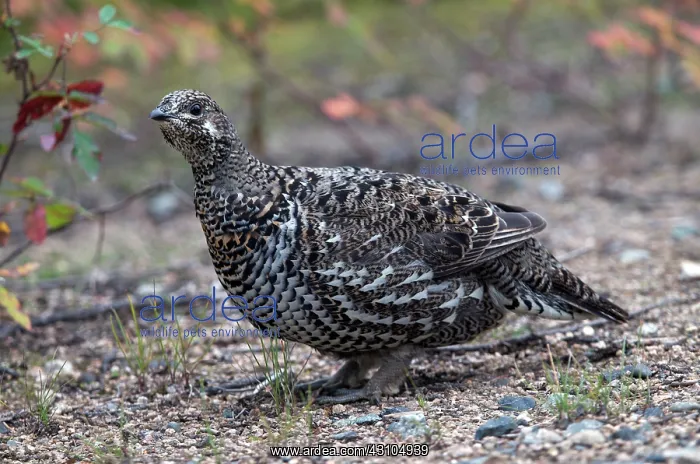 : Spruce Grouse : Spruce Grouse