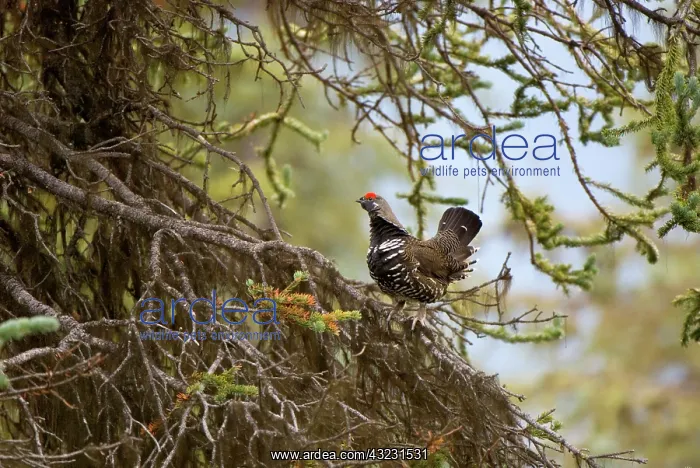 : Spruce grouse, Falcipennis canadensis, Sacred : Spruce grouse, Falcipennis canadensis, Sacred