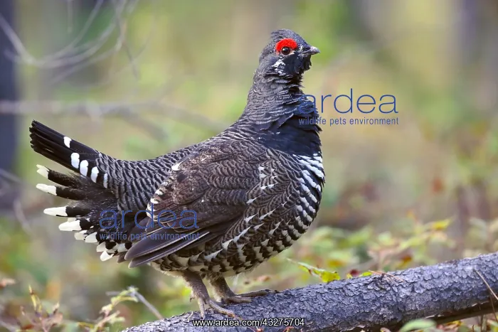 : Spruce Grouse, male standing on pine log, watching : Spruce Grouse, male standing on pine log, watching