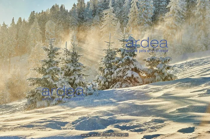 : Spruce (Picea abies) trees in winter on a sunny : Spruce (Picea abies) trees in winter on a sunny
