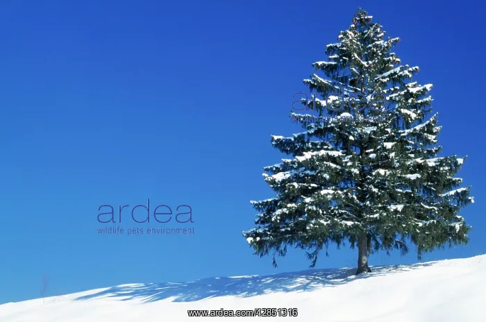 : Spruce Tree : Spruce Tree