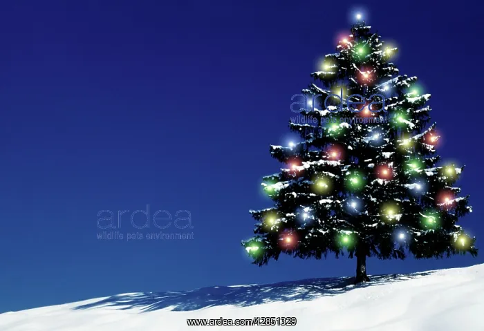 : Spruce tree - with lights : Spruce tree - with lights