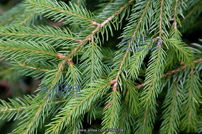 : Spruce Tree - needles : Spruce Tree - needles