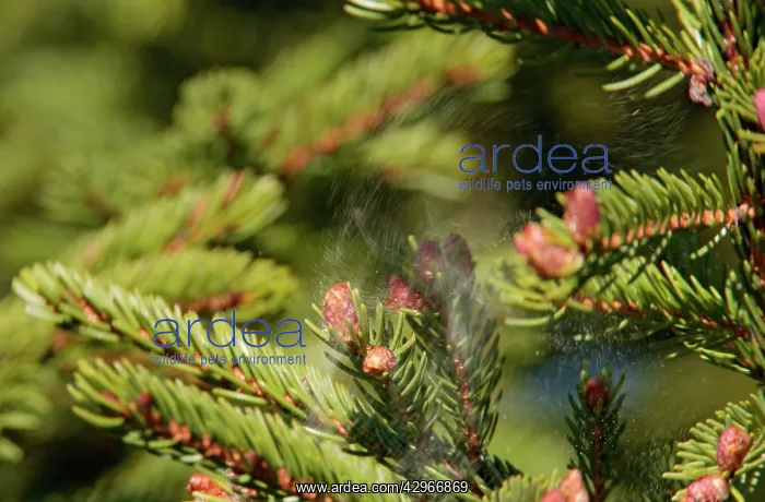 : Spruce tree releasing pollen as a bird leaves it's perch : Spruce tree releasing pollen as a bird leaves it's perch