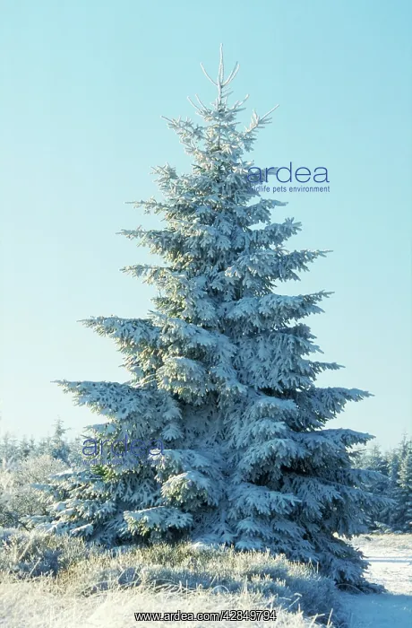  : Spruce Tree in SNOW