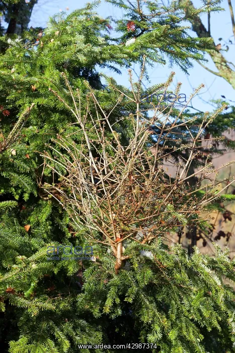 : Spruce Tree - with Witch's Broom (dense mass of : Spruce Tree - with Witch's Broom (dense mass of