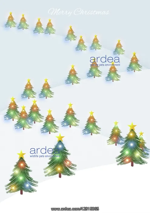 : Spruce trees with Christmas lights and starwInter : Spruce trees with Christmas lights and starwInter