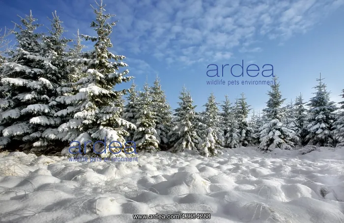 : Spruce trees covered in snow in winter, High Fens : Spruce trees covered in snow in winter, High Fens
