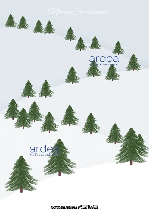  : Spruce trees winter scene illustration
