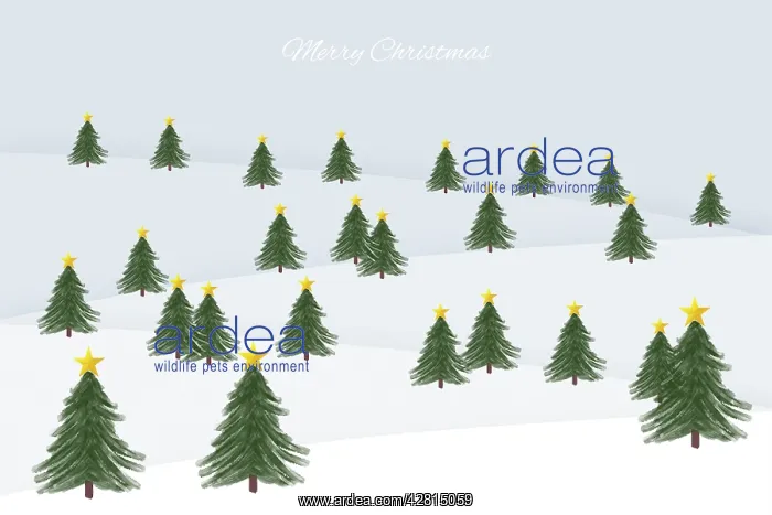  : Spruce trees winter scene illustration
