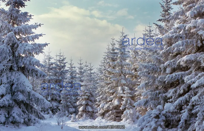  : Spruce in winter - Belgium