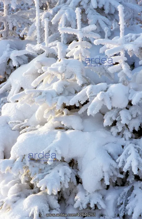  : Spruce in winter - Belgium