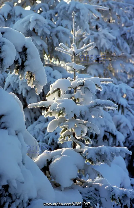 : SPRUCE woodland in snow, winter : SPRUCE woodland in snow, winter