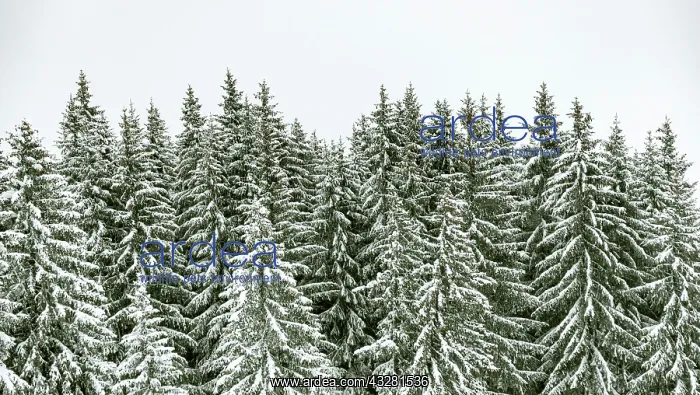 : Spruces in the snow, winter, Brixen im Thale, Tyrol : Spruces in the snow, winter, Brixen im Thale, Tyrol