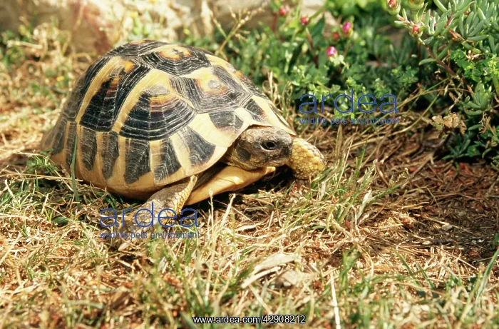 : Spur-Thighed TORTOISE : Spur-Thighed TORTOISE