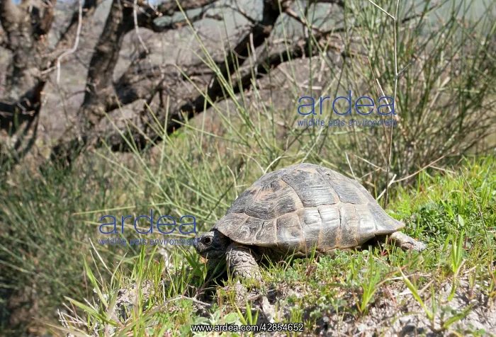 : Spur-thighed Tortoise - in the countryside : Spur-thighed Tortoise - in the countryside