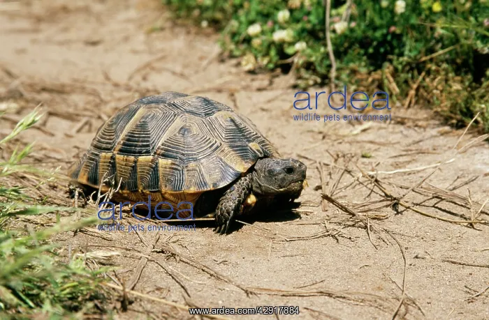 : Spur-Thighed TORTOISE - on path : Spur-Thighed TORTOISE - on path