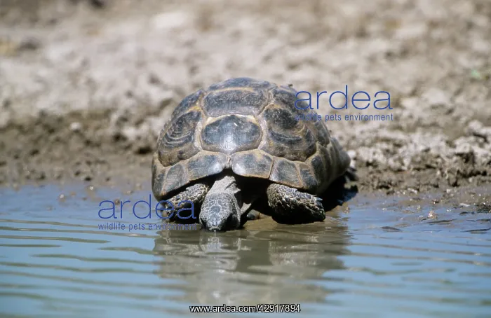 : SPUR-THIGHED TORTOISE -WATER : SPUR-THIGHED TORTOISE -WATER