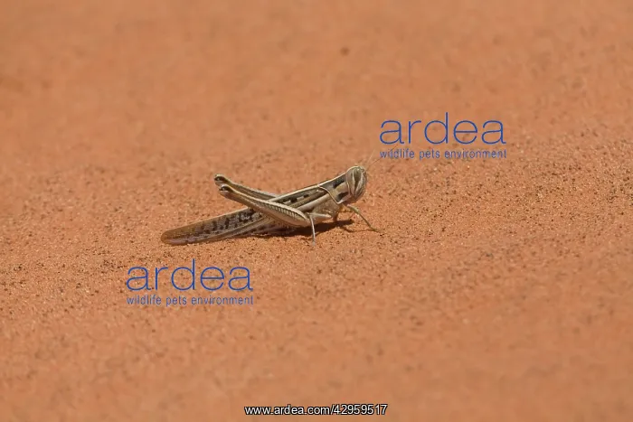 : Spur-throated Plague Locust : Spur-throated Plague Locust