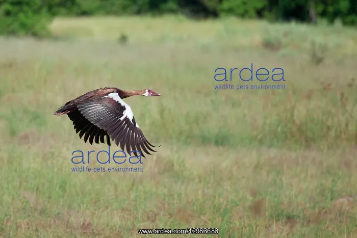 : Spur-winged Goose : Spur-winged Goose