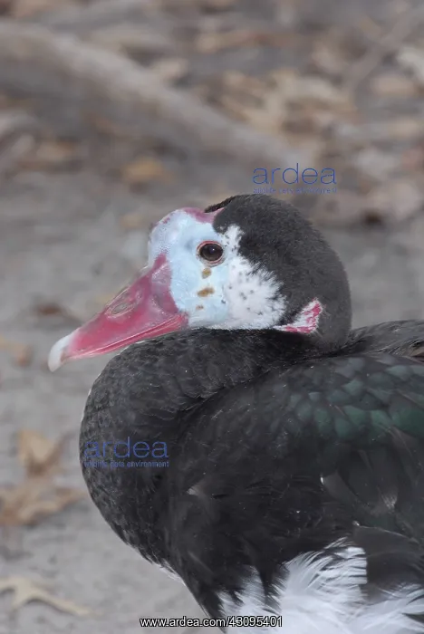 : Spur-Winged Goose : Spur-Winged Goose