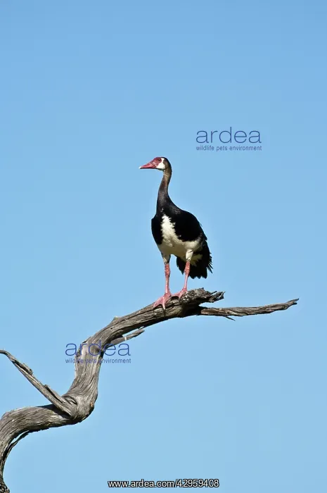 : Spur-winged Goose - On dead branch : Spur-winged Goose - On dead branch