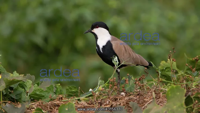 : Spur-winged Lapwing : Spur-winged Lapwing