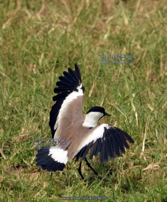 : Spur-winged Lapwing / Spur-winged Plover : Spur-winged Lapwing / Spur-winged Plover