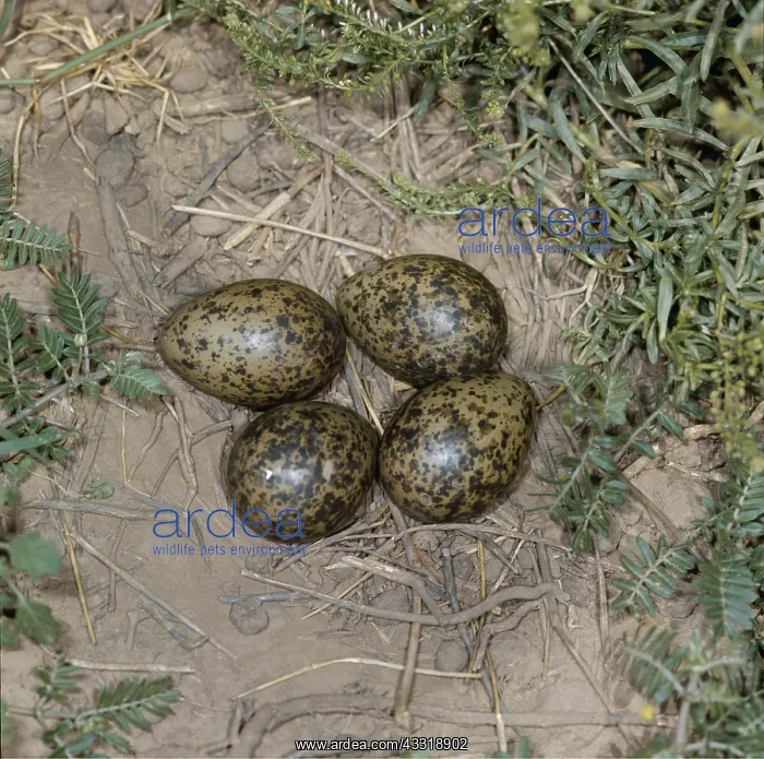 : Spur-winged Plover / Lapwing EGGS - Nest on the ground : Spur-winged Plover / Lapwing EGGS - Nest on the ground