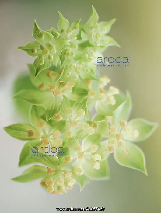 : Spurge, Euphorbia : Spurge, Euphorbia