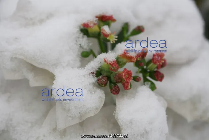 : Spurge, Euphorbia : Spurge, Euphorbia