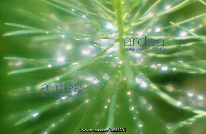 : Spurge, Euphorbia : Spurge, Euphorbia
