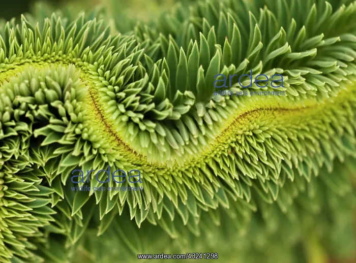 : Spurge, Euphorbia : Spurge, Euphorbia