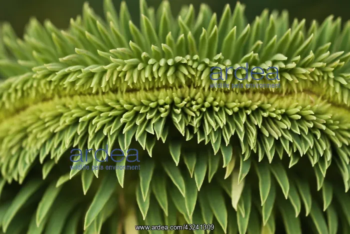 : Spurge, Euphorbia : Spurge, Euphorbia