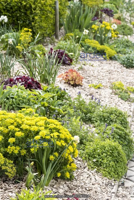 : Spurge in bloom in a garden : Spurge in bloom in a garden