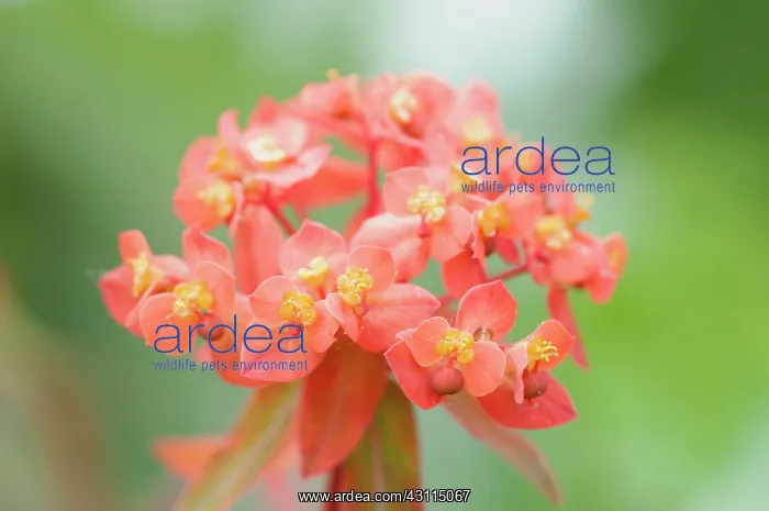 : Spurge Fireglow, Euphorbia griffithii Fireglow : Spurge Fireglow, Euphorbia griffithii Fireglow