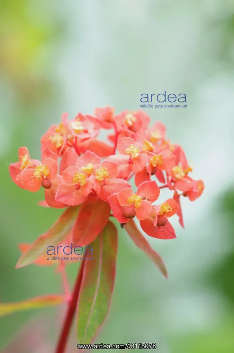 : Spurge Fireglow, Euphorbia griffithii Fireglow : Spurge Fireglow, Euphorbia griffithii Fireglow