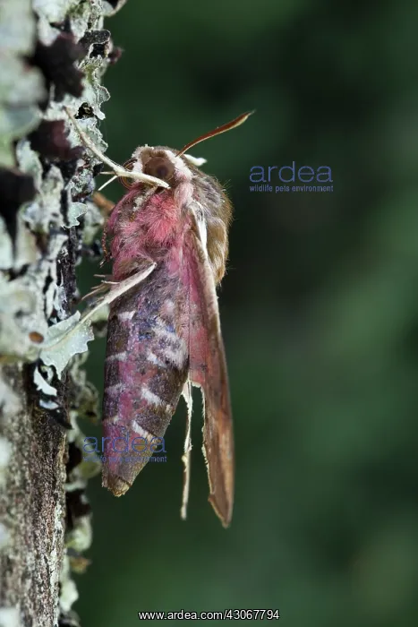 : Spurge Hawk-moth : Spurge Hawk-moth