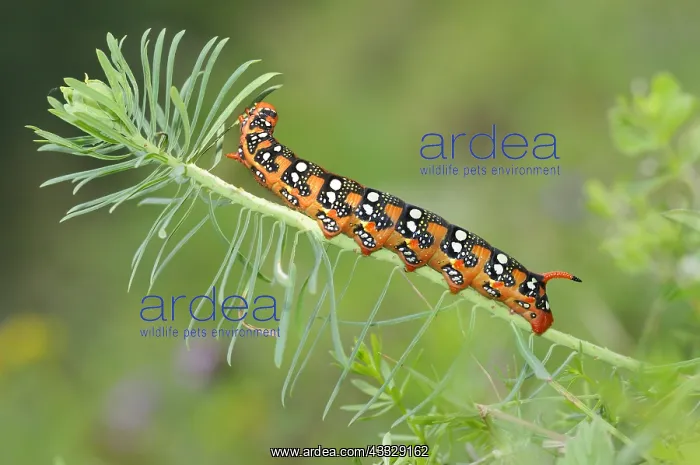 : Spurge Hawk-moth (Hyles euphorbiae) caterpillar : Spurge Hawk-moth (Hyles euphorbiae) caterpillar
