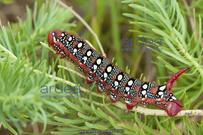 : Spurge hawk moth (Hyles euphorbiae) caterpillar, Bavaria : Spurge hawk moth (Hyles euphorbiae) caterpillar, Bavaria
